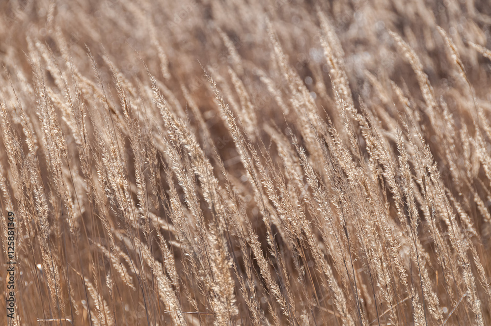 Fade grass ears on blurred background
Fade grass ears on blurred background