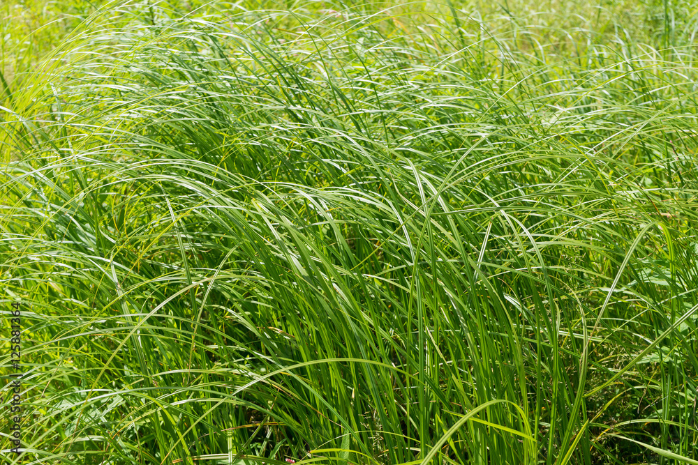 Sunny lush sedge growth background
Sunny lush sedge growth background