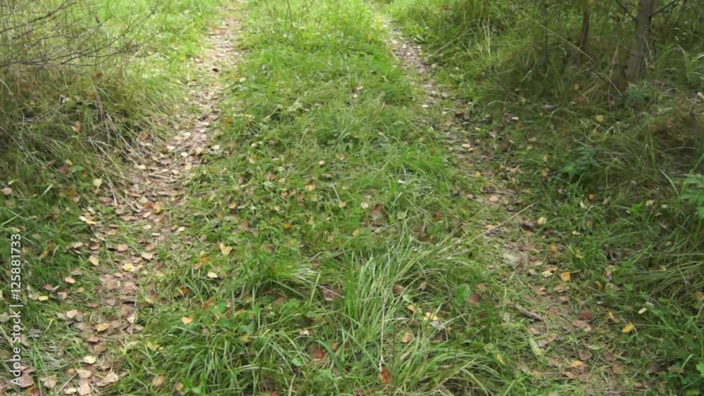 Dirt road in the autumn forest among the trees crumbled. Dirt road in the autumn forest among the trees crumbled.