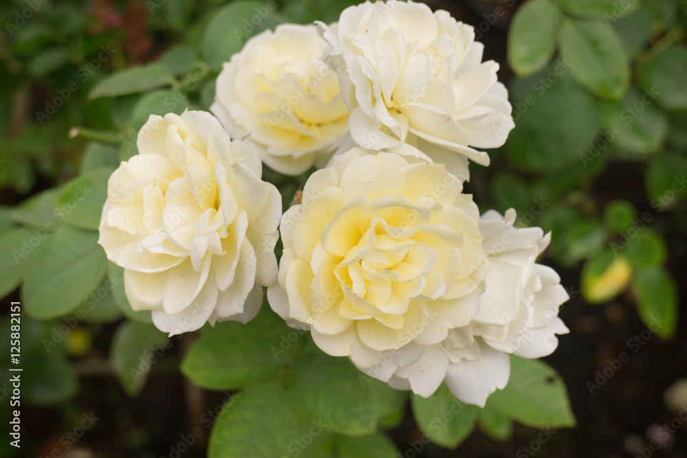 Yellow roses bush in the garden Yellow roses bush in the garden