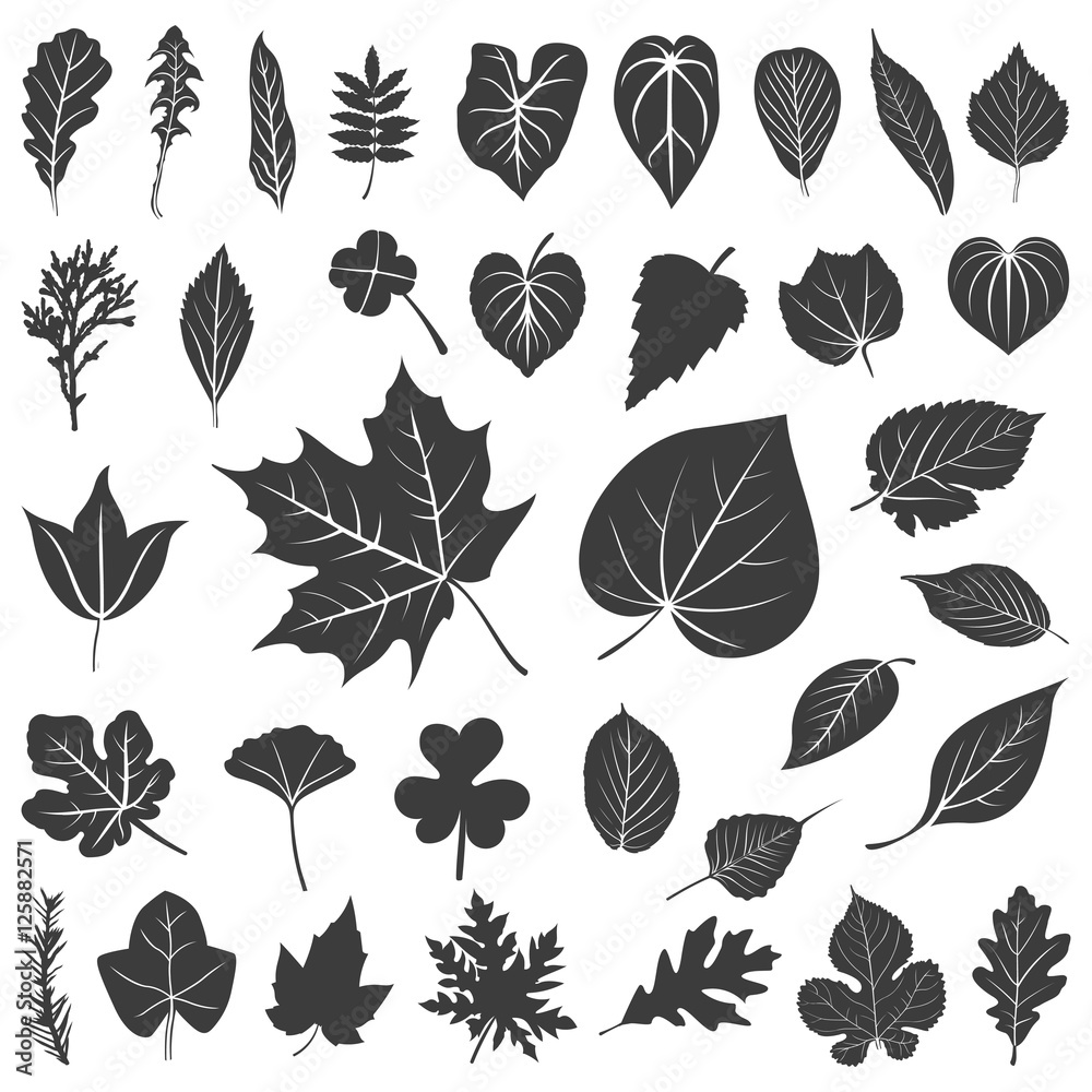 Collection of Leaf Foliage Ecology Plant - Black Silhouette Icon