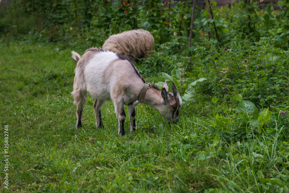 Naklejka premium Sheep and goat grazing. Carpathians. Ukraine. 