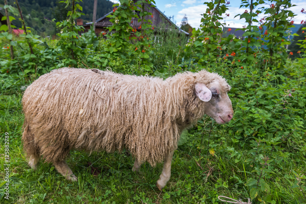 Sheep grazing. Carpathians. Ukraine.
Sheep grazing. Carpathians. Ukraine.