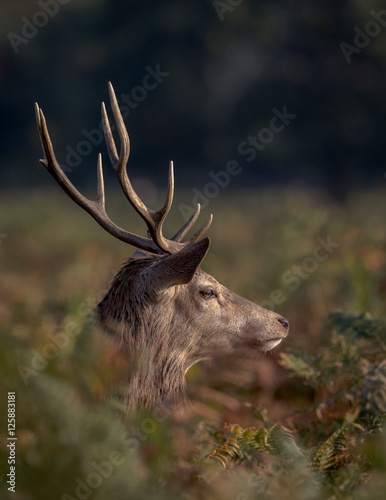 Red Deer stag head poking out of bracken showing antlers with green bracken and forest background.