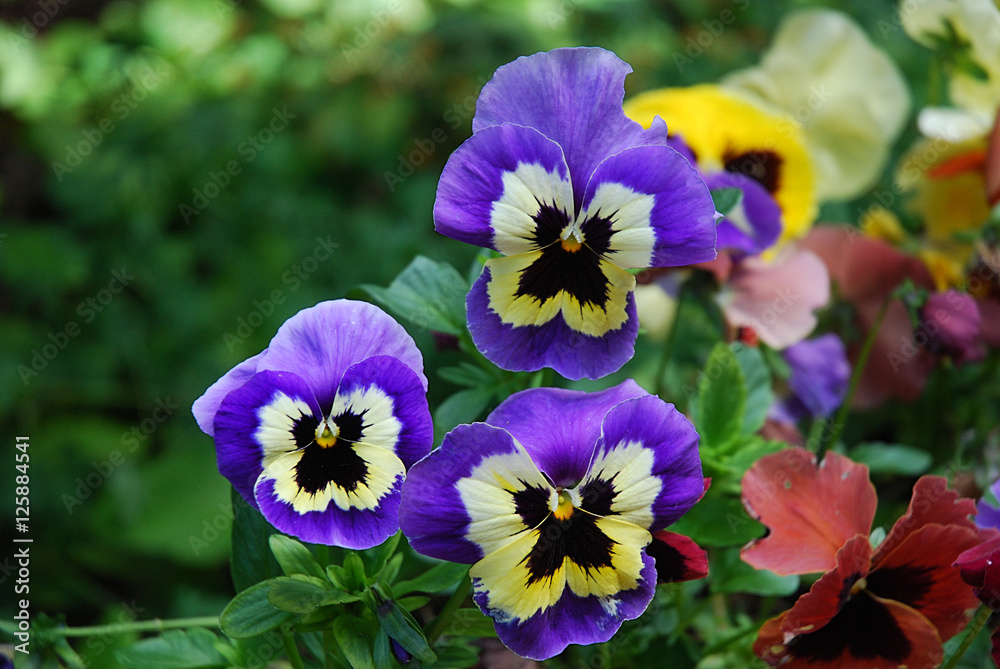 Pensées violettes et jaunes Pensées violettes et jaunes