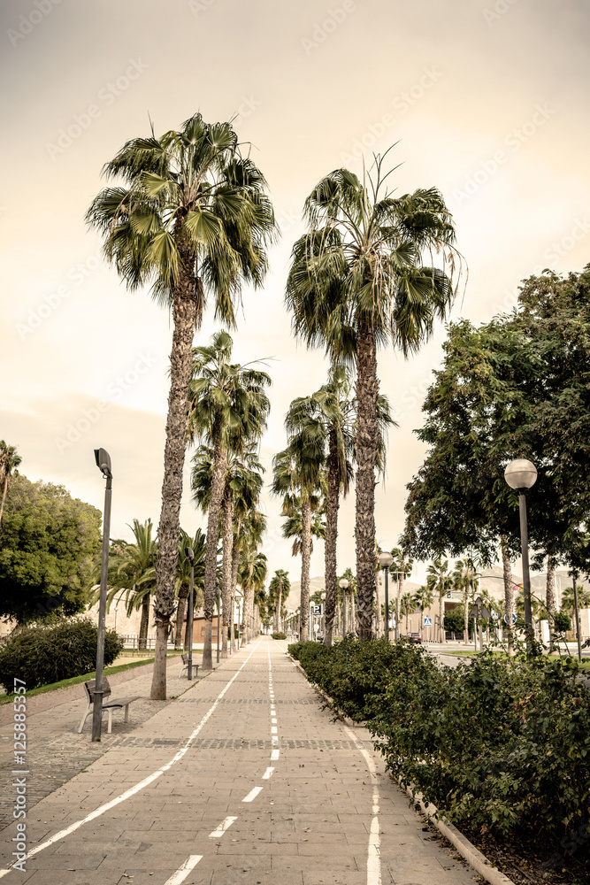 Street with palm trees in Cartagena. Region of Murcia. Spain