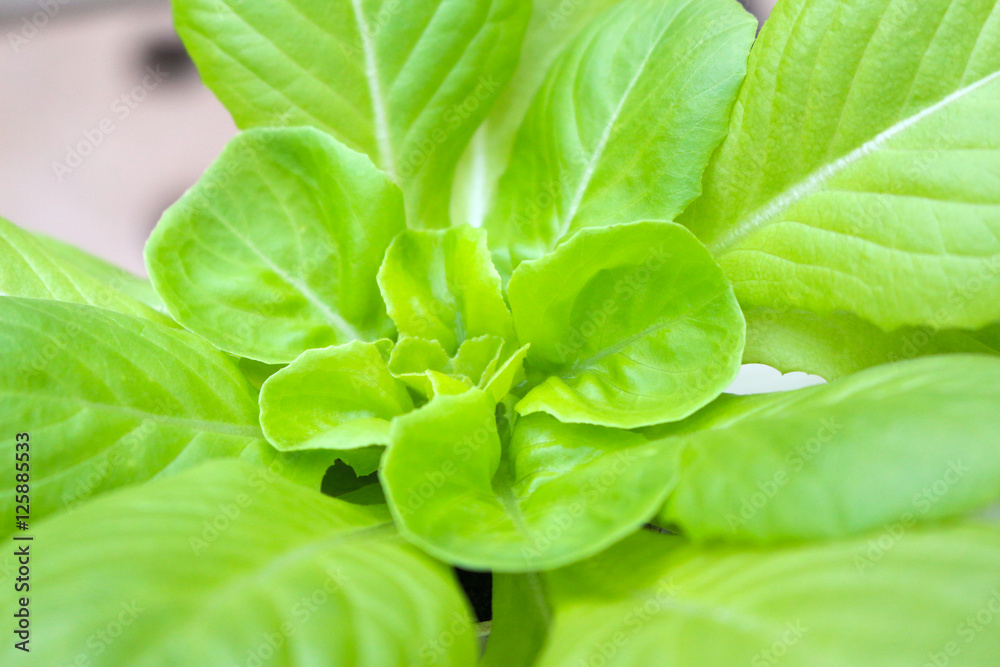 Fototapeta premium vegetables grown using hydroponics in cameron highland, malaysia
