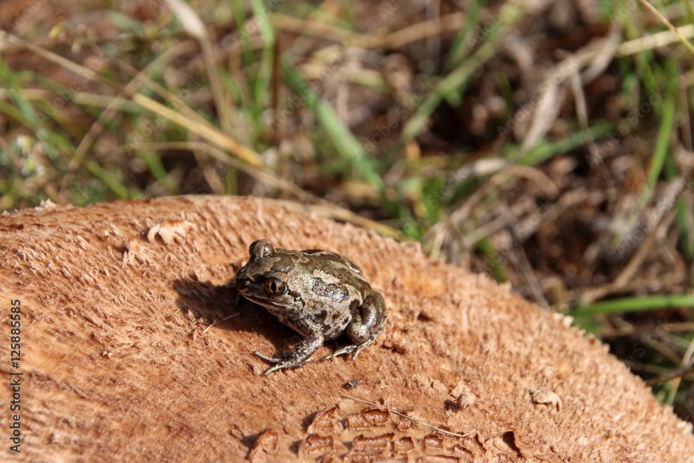 Fototapeta premium Common spadefoot (Pelobates vespertinus) sitting on a parasol mushroom (Macrolepiota sp.) cap in the September forest