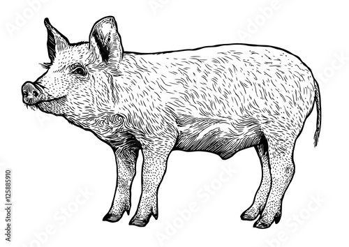 Engraved, vector pig illustration.