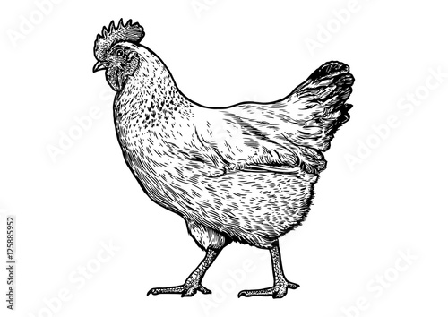 Foto Engraved, vector hen illustration.