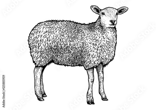 Engraved, vector sheep illustration.