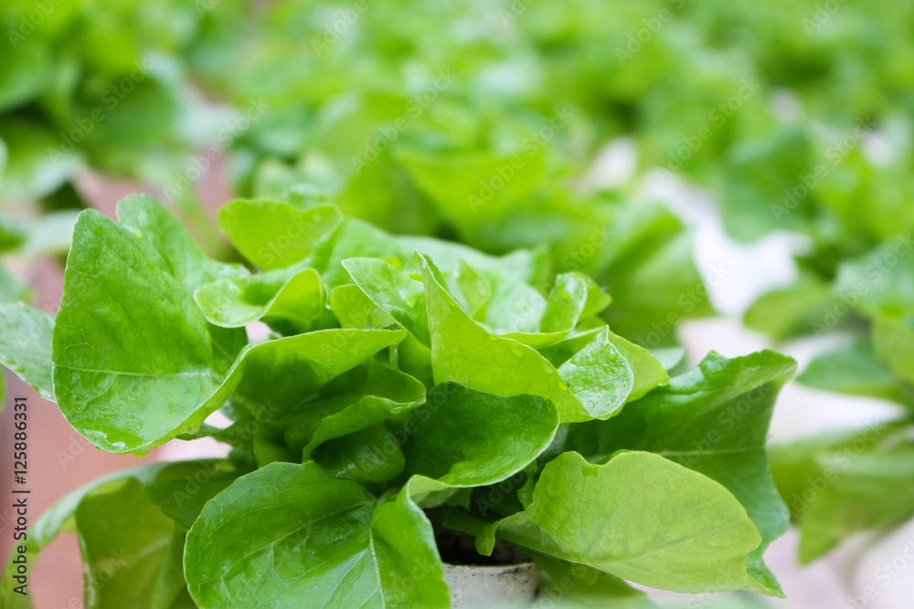 vegetables grown using hydroponics in cameron highland, malaysia