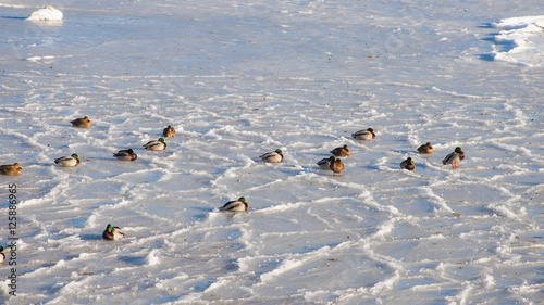 Ducks on the frozen Baltic Sea