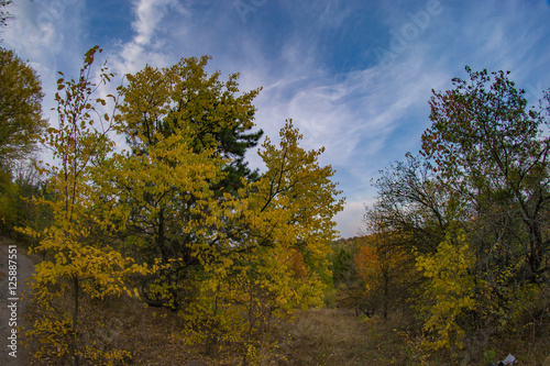 Autumn forest