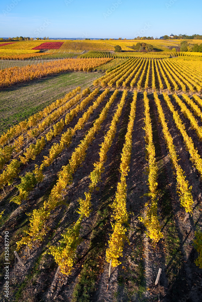 Vigne en Anjou à l'automne