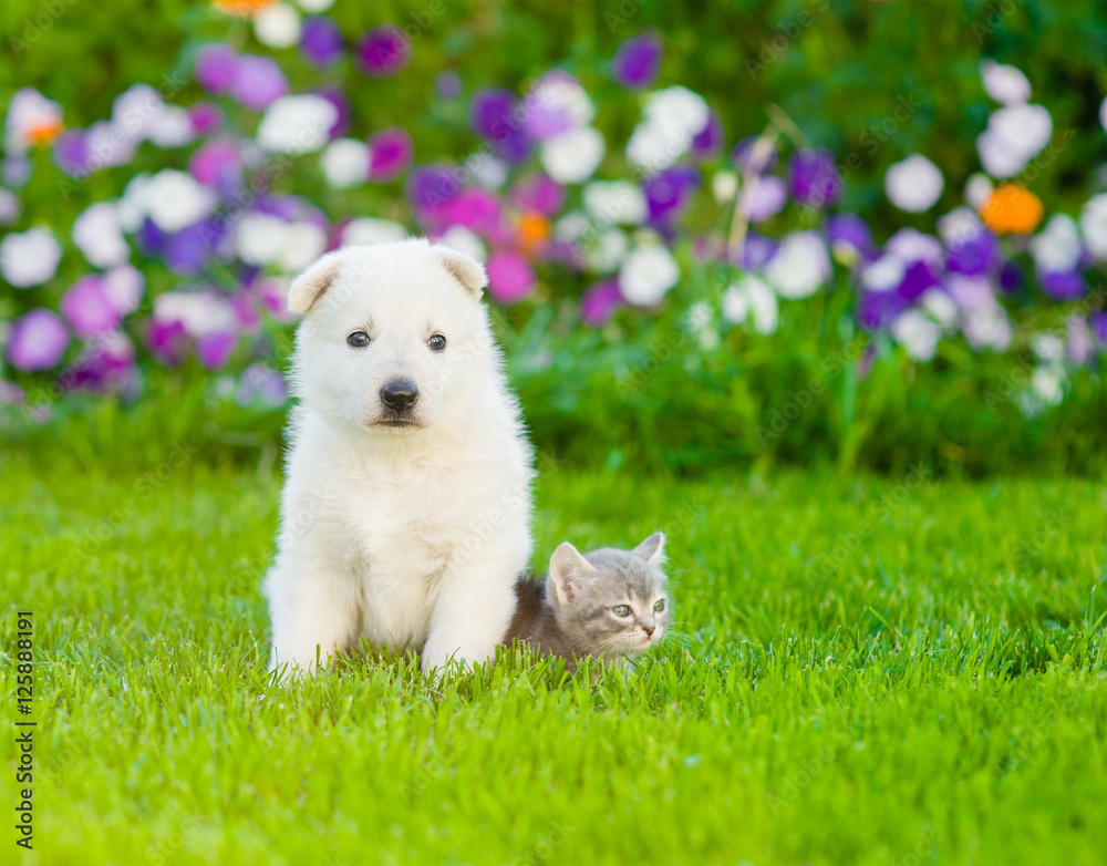 Puppy and kitten sitting on green grass together Puppy and kitten sitting on green grass together
