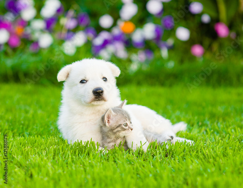puppy hugging kitten on green grass © Ermolaev Alexandr