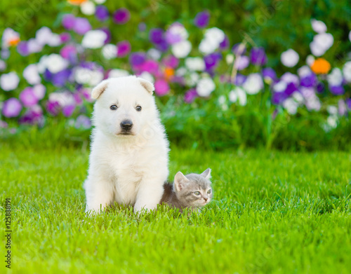 Puppy and kitten sitting on green grass together © Ermolaev Alexandr