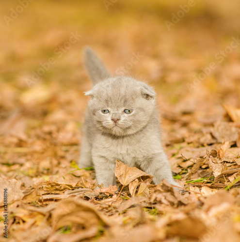 Small gray kitten in autumn park