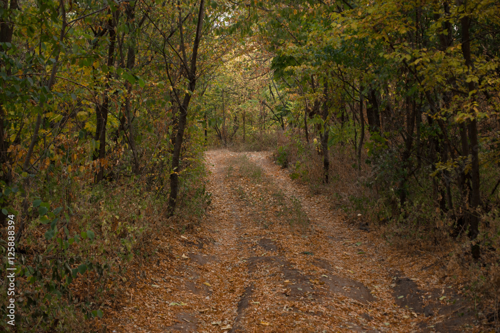 Obraz premium Autumn forest