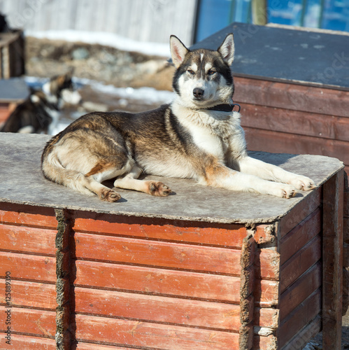 husky dogs in Norway ,Tromso