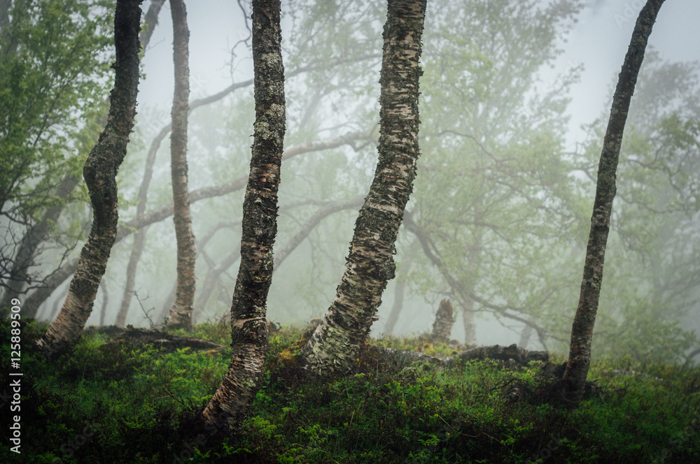 Fototapeta premium Foggy day in Norwegian forest