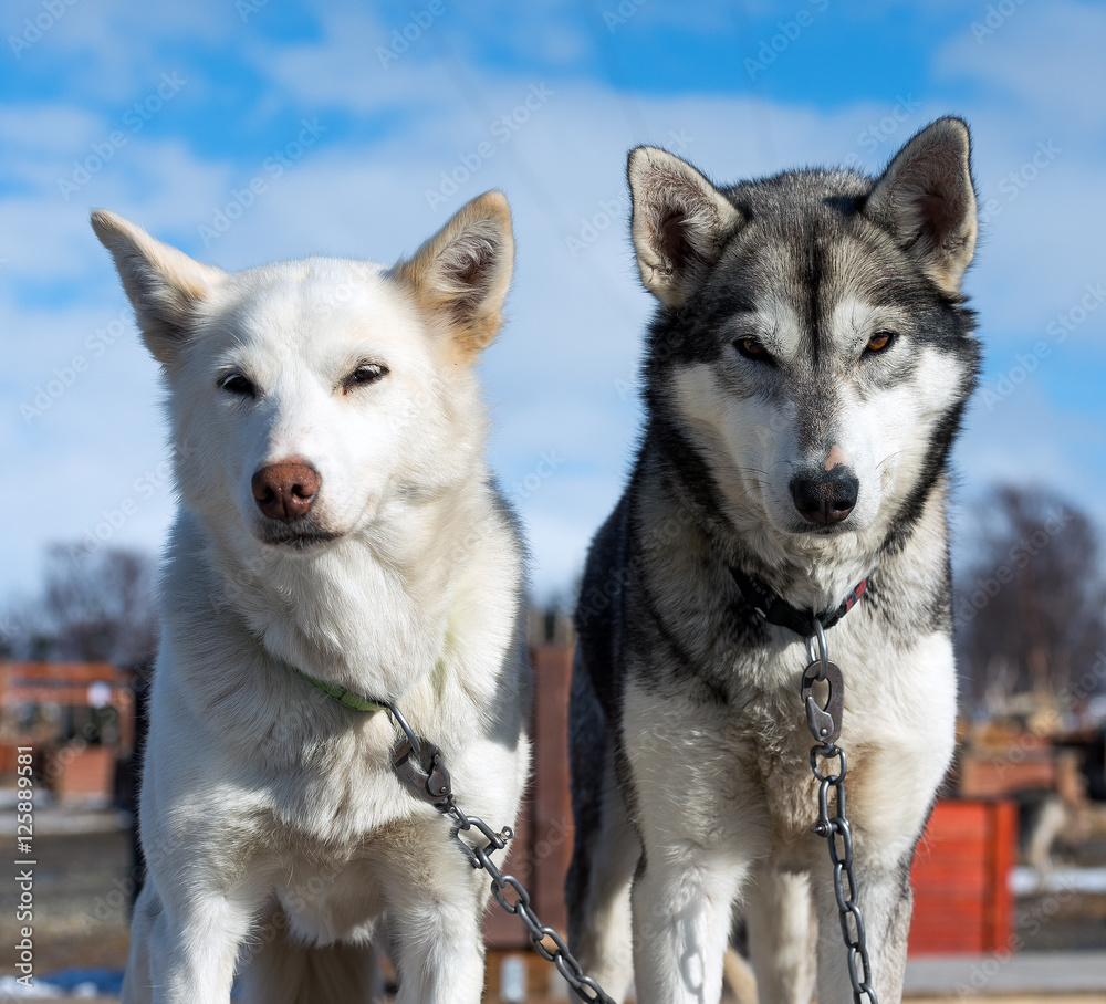 Portrait of husky dog, Tromso, Norway Portrait of husky dog, Tromso, Norway