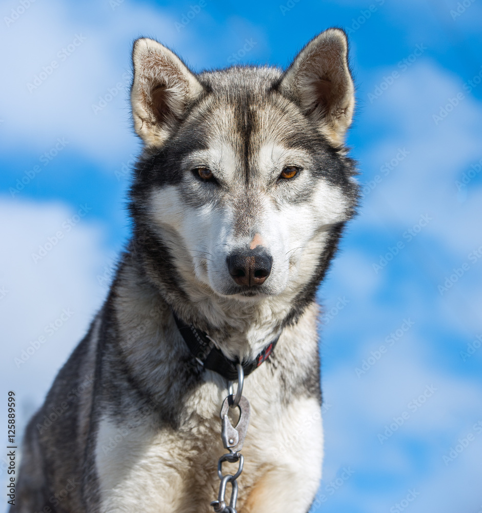 Portrait of husky dog, Tromso, Norway