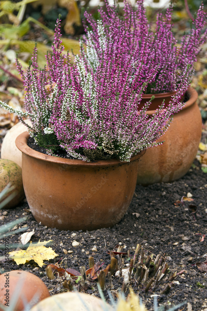 Winterdekoration im Garten StockFoto Adobe Stock