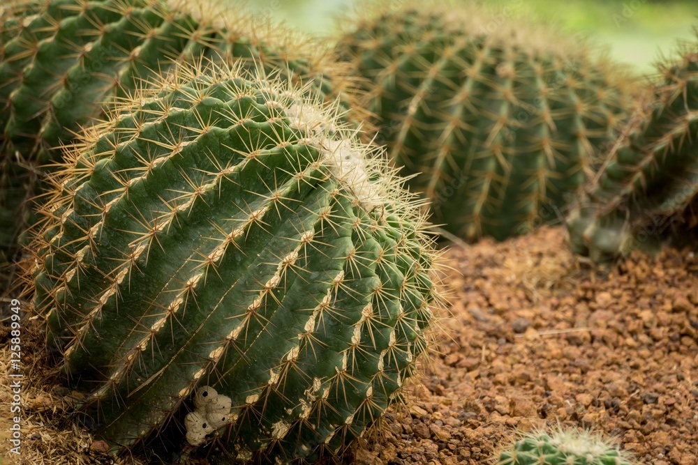 Cactus in a simulation of the pallet. Cactus in a simulation of the pallet.