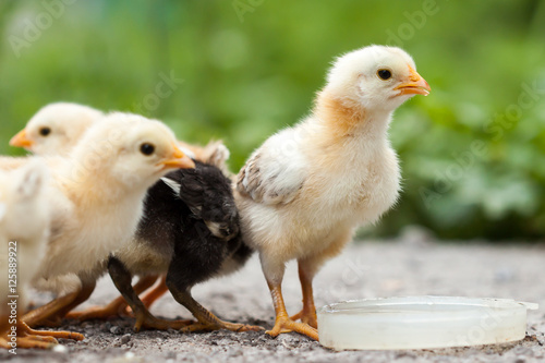 Baby chickens water drinking on dish.