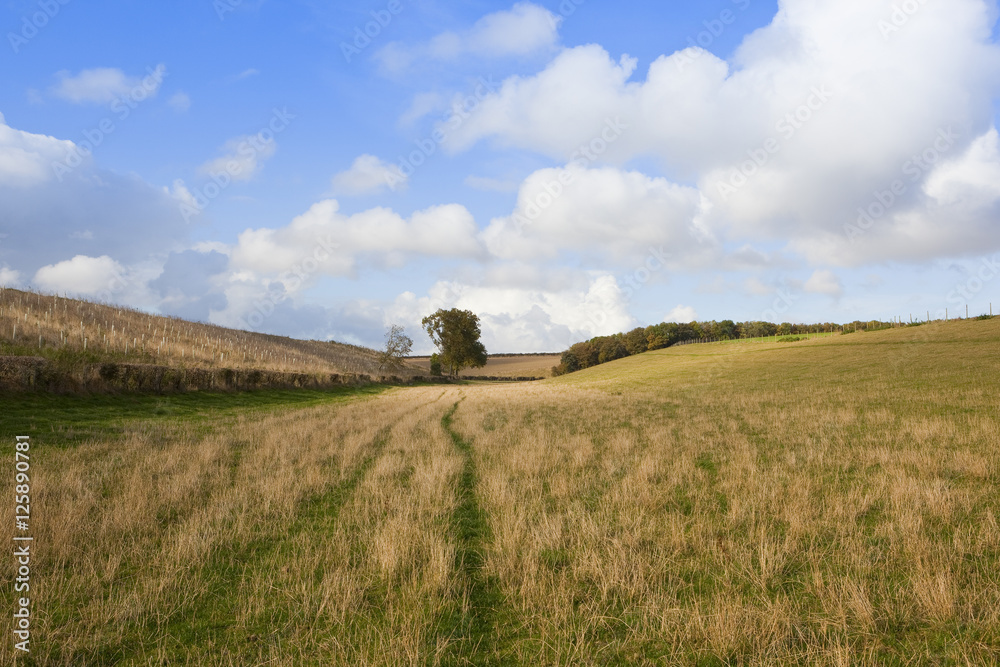 meadow in autumn