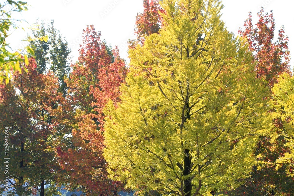 紅葉の時期がやってきた