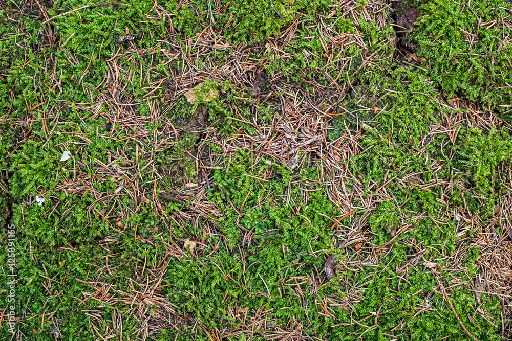 Fototapeta premium Moss and pine needles on the ground