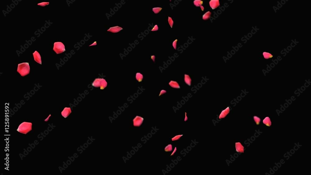 Falling Petals Of Roses Alpha Channel Falling Petals Of Roses Alpha Channel