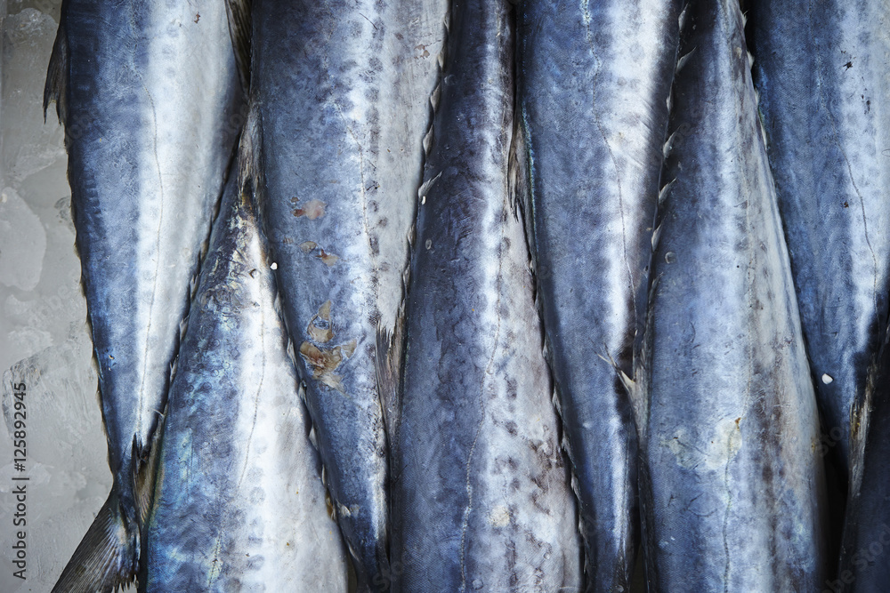 Fototapeta premium Fishes 