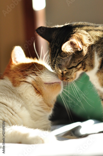 Canvas Print Kissing Kitties