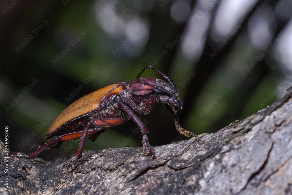 Longhorn beetle (Rhaphipodus fruhstorferi), Beetle