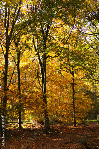 Woodland scene with yellow and brown autumn leaves © Christopher Hall
