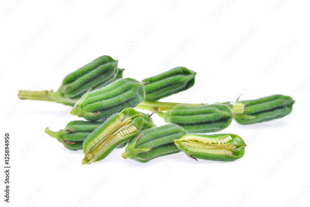 Fresh Sesame Seeds pods isolated on white Fresh Sesame Seeds pods isolated on white