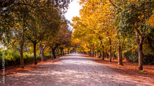 wooded path in autumn © marcociannarel