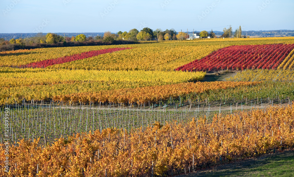 Vigne en Anjou à l'automne