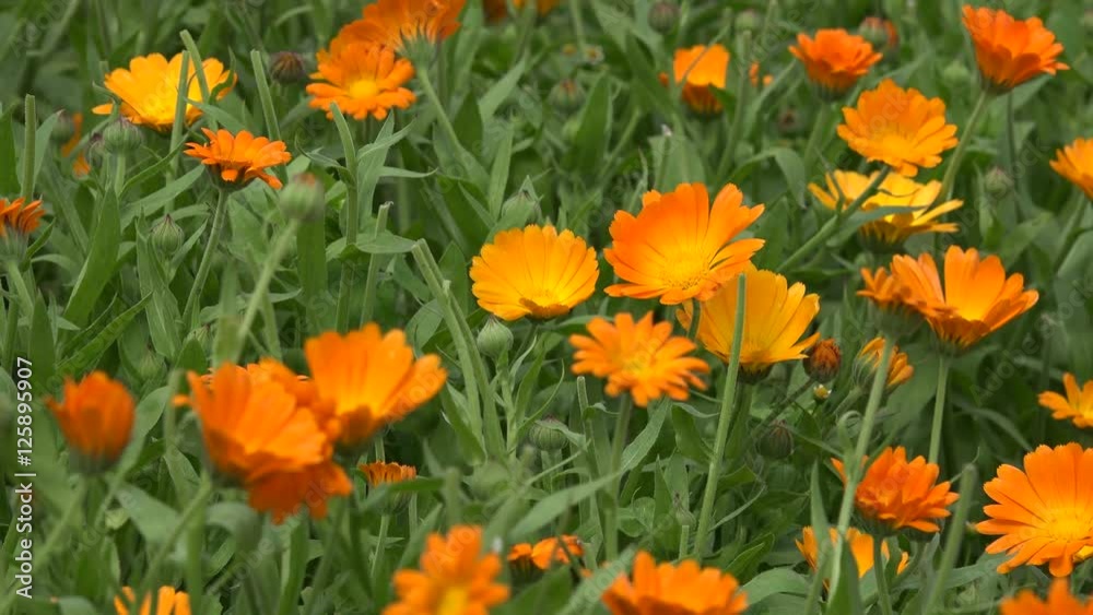 Marigold flower herb blooms move in wind in rural garden plantation. 4K Marigold flower herb blooms move in wind in rural garden plantation. 4K