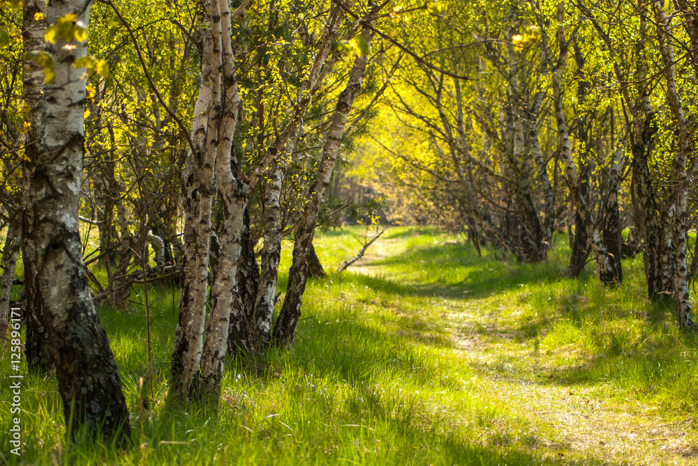 Footpath between birch trees in spring Footpath between birch trees in spring