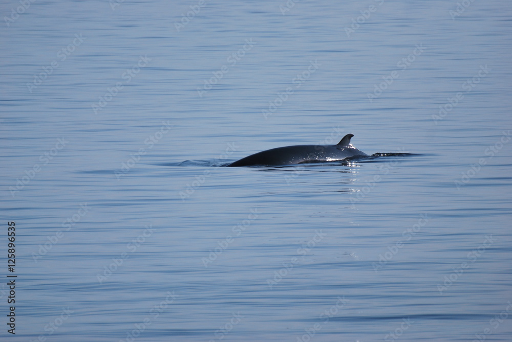 Fototapeta premium Rorqual