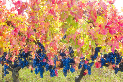 aglianico del vulture