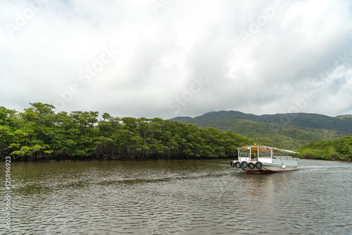 Mangrove Forest at Nakama River in Iriomote Island, Okinawa (西表島 マングローブ林(仲間川上流))  photo