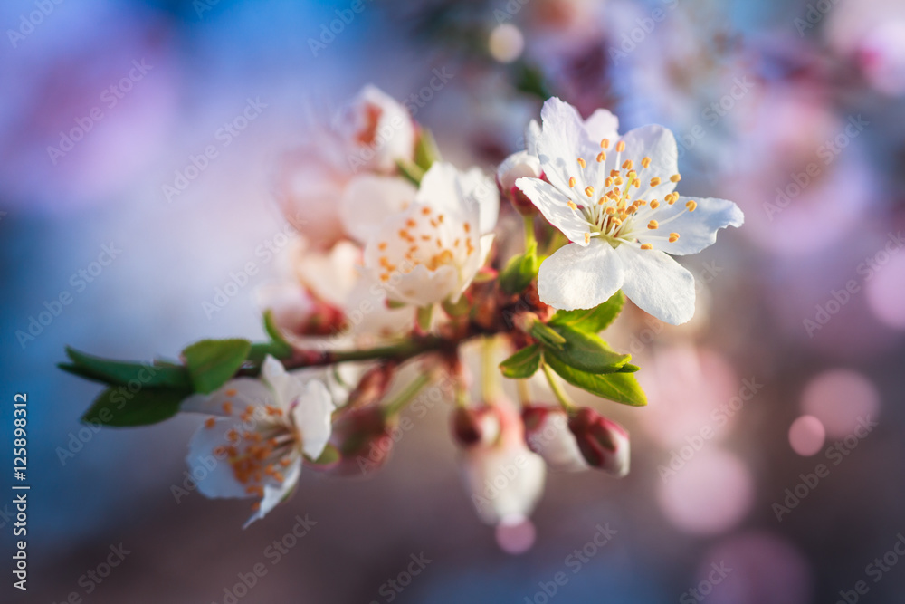 Fototapeta premium Blossoming of fruit tree during spring. View close-up of branch with white flowers and buds in bright colors. Soft focus and boken background.