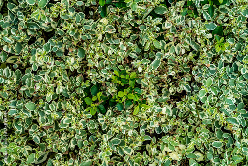 Green and white leaves wall © cjansuebsri