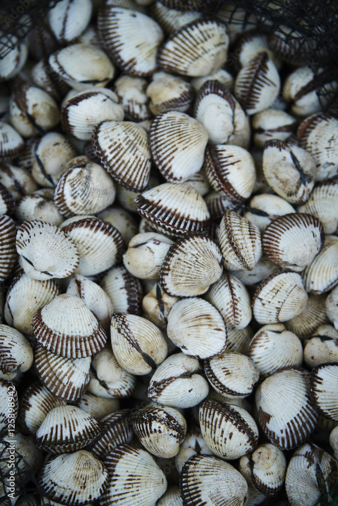 Shellfishes 